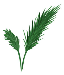 Ecology Concepts, Illustration of Palm Leaves, A Tropical Plant Growing in Warm Temperate Climates.
