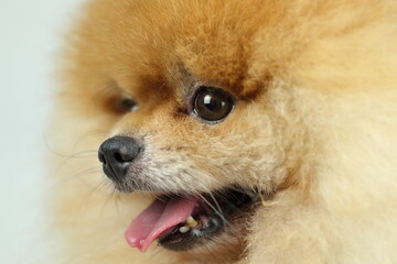 isolation of cute orange pomeranian (pom pom)