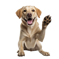 golden retriever puppy isolated