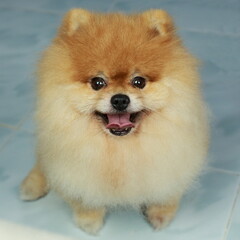 isolation of cute orange pomeranian (pom pom)