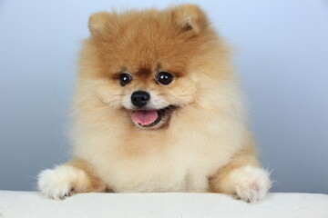 isolation of cute orange pomeranian (pom pom)