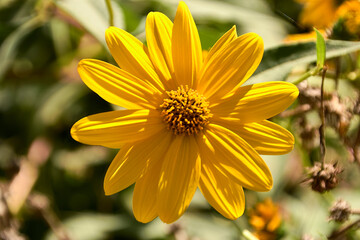 A yellow daisies. Dimorphotheca sinuata