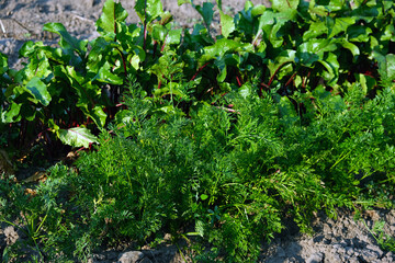 Row of beets and carrots in the vegetable garden
