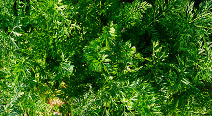 Green background, texture from carrot leaves
