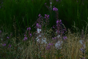 fleur sauvage au Pilat 