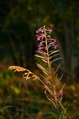 fleur sauvage au coucher de soleil au Parc du Pilat