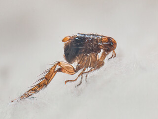 Dog flea (Ctenocephalides canis) on white fur. Microscopic photo