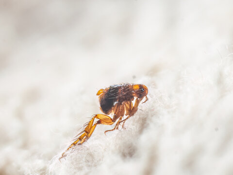 Dog flea (Ctenocephalides canis) on white fur. Microscopic photo