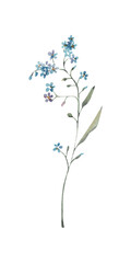 watercolor forget-me-nots minimalictic branch