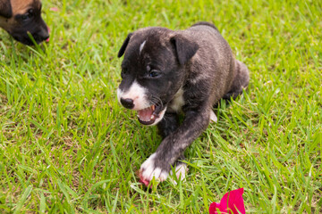 Obraz premium Filhote