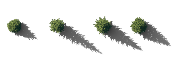 Top view Set picea pungens colorado green spruce evergreen pinaceae needled tree isolated png on a transparent background with realistic shadow premium cutout