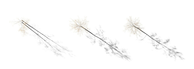 Top view Autumn set of Birch trees betula trees isolated png in sunny daylight on a transparent background with realistic shadow perfectly cutout 