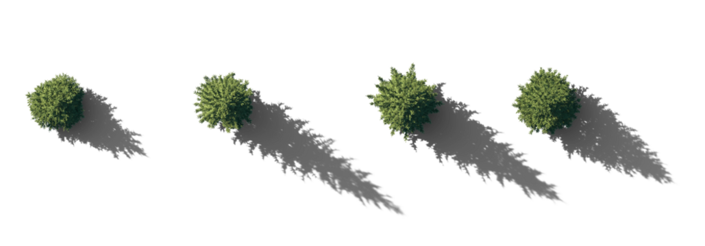 Top view Set picea pungens colorado green spruce evergreen pinaceae needled tree isolated png on a transparent background with realistic shadow premium cutout