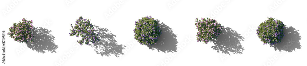 Wall mural top view set of lilac syringa vulgaris purple and white bloom bush with realistic shadow yankee dood