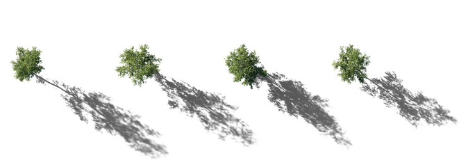 Top view Set of Birch trees betula trees isolated png in sunny daylight on a transparent background with realistic shaodw perfectly cutout 