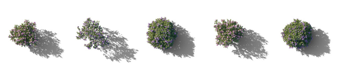 Top View Set of lilac Syringa vulgaris purple and white bloom bush with realistic shadow Yankee Doodle Belle de Nancy springtime shrub isolated png on a transparent background perfectly cutout
