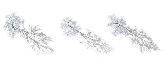 Top View Set of winter various snowed trees with realistic isolated png on a transparent background...