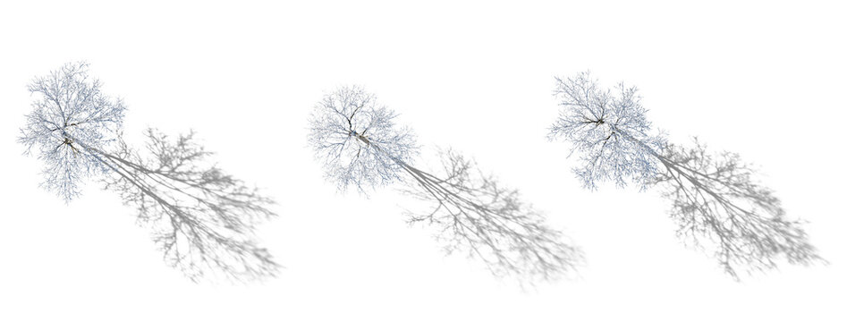 Top View Set of winter various snowed trees with realistic isolated png on a transparent background perfectly cutout

