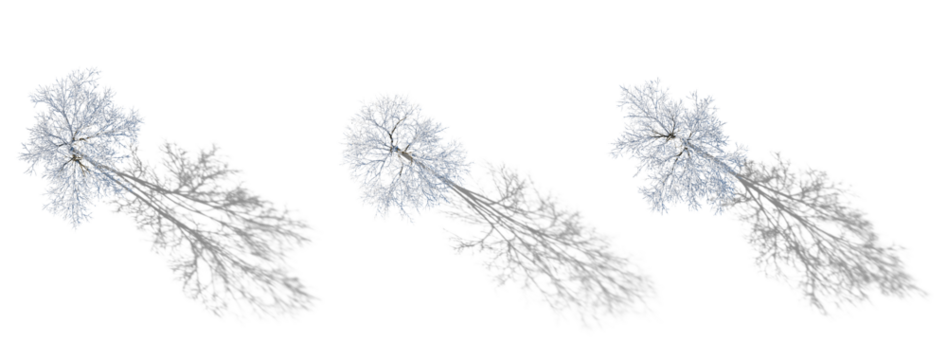 Top View winter various snowed trees with realistic isolated png on a transparent background premium cutout