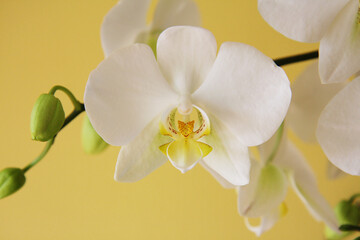 Naklejka na ściany i meble precioso flor de color amarillo blanca Orquídea mariposa