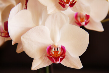 precioso flor de color rosa blanca Orquídea mariposa