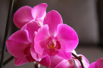 Fototapeta na wymiar precioso flor de color rosa blanca Orquídea mariposa