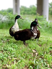 Ducks on the banks of Waco's Brazos river