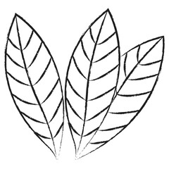 Hand drawn Bay Leaf icon