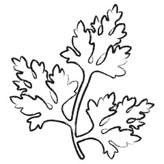 Obraz premium Hand drawn Parsley icon