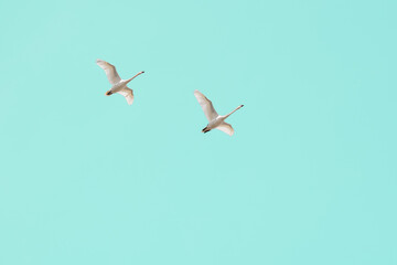 Swans in flight with clear blue sky