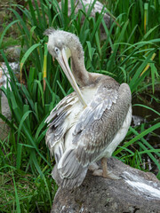 Beautiful big pelican resting near a lake. Great white pelican is a bird in the pelican family. Wild nature animal.