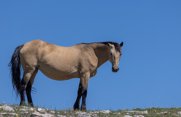 Obraz premium Beautiful Wild Horse in the Pryor Mountains Wild Horse Range Montana in Summer