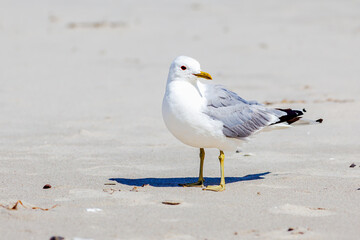 Common Gull, Seagull - Larus canus - standing at beach