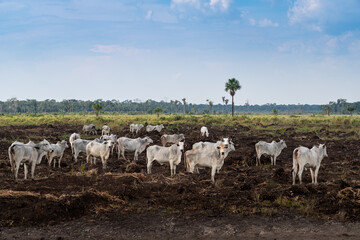 Cattle pasture and Amazon rainforest trees deforestation. Destroyed land in livestock farm....