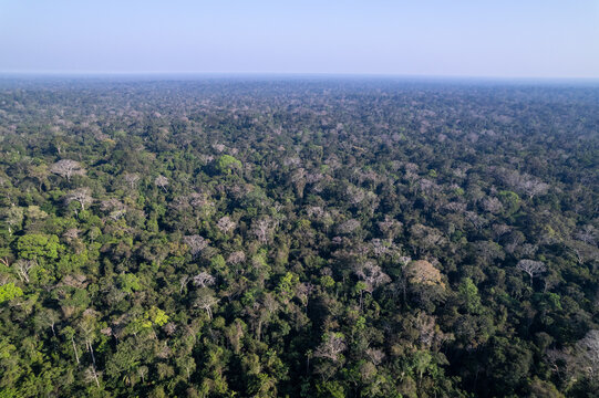 Amazon rainforest trees aerial beautiful drone view, primary forest in environmental conservation area. Amazonas, Brazil. Concept of environment, ecology, biodiversity, global warming, climate change.