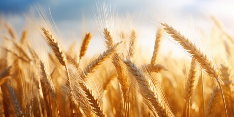 Fototapeta premium A field of golden wheat swayed in the breeze. Generative AI