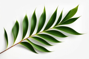 Single green leaf on a white background Generative AI