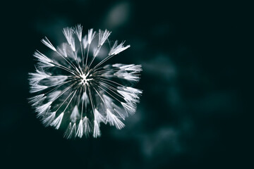 A close up of a dry dandelion seed flower after the rain