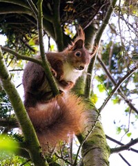 squirrel on tree