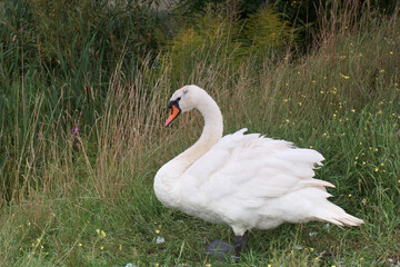 łabędź, staw, przyrody, jezioro, natura, ptak, dziób, zwierzę, woda, biały, piękne, skrzydło, pióro, © Piotr