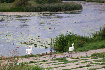 łabędź, staw, przyrody, jezioro, natura, ptak, dziób, zwierzę, woda, biały, piękne, skrzydło, pióro, © Piotr