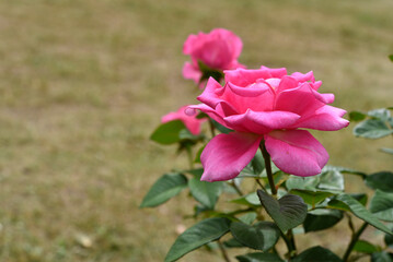 Beautiful red rose flowers. Bushes with red flowers in the garden in summer.