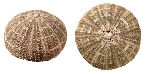 Dried sea urchin shell isolated on white background, side and top view.