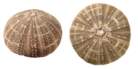 Dried sea urchin shell isolated on white background, side and top view.