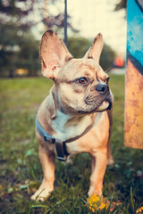 Portrait of cute french bulldog puppy, outdoors