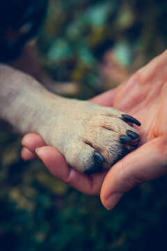 Female hand holding dogs paw, close up