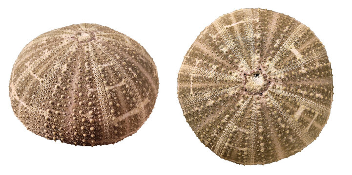 Dried sea urchin shell isolated on white background, side and top view.