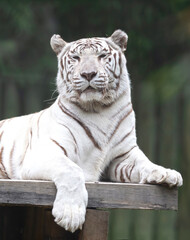 White tiger / bleached tiger (Panthera tigris) pigmentation variant of the Bengal tiger