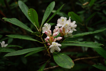 pink and white flower