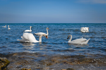 White swans on the sea near the shore feed on bread that is thrown to them